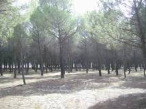 Pine woods, Parador de Tordesillas