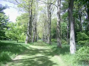 Thorp Perrow Arboretum