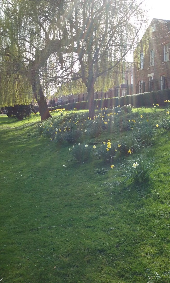 Daffodils in Rowntree Park, York