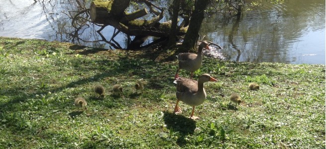 Goslings, York University campus