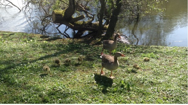Goslings, York University campus