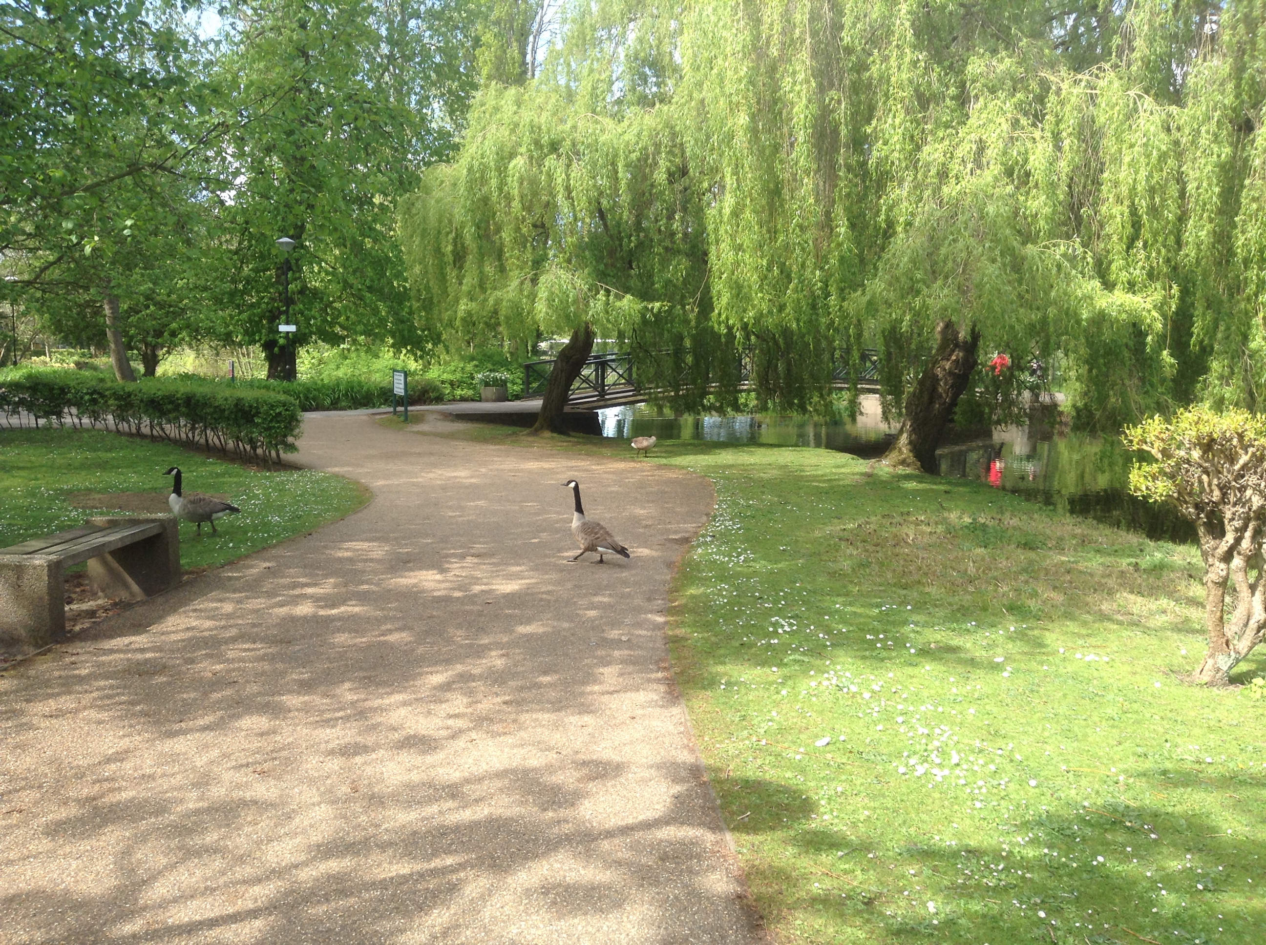 York University campus