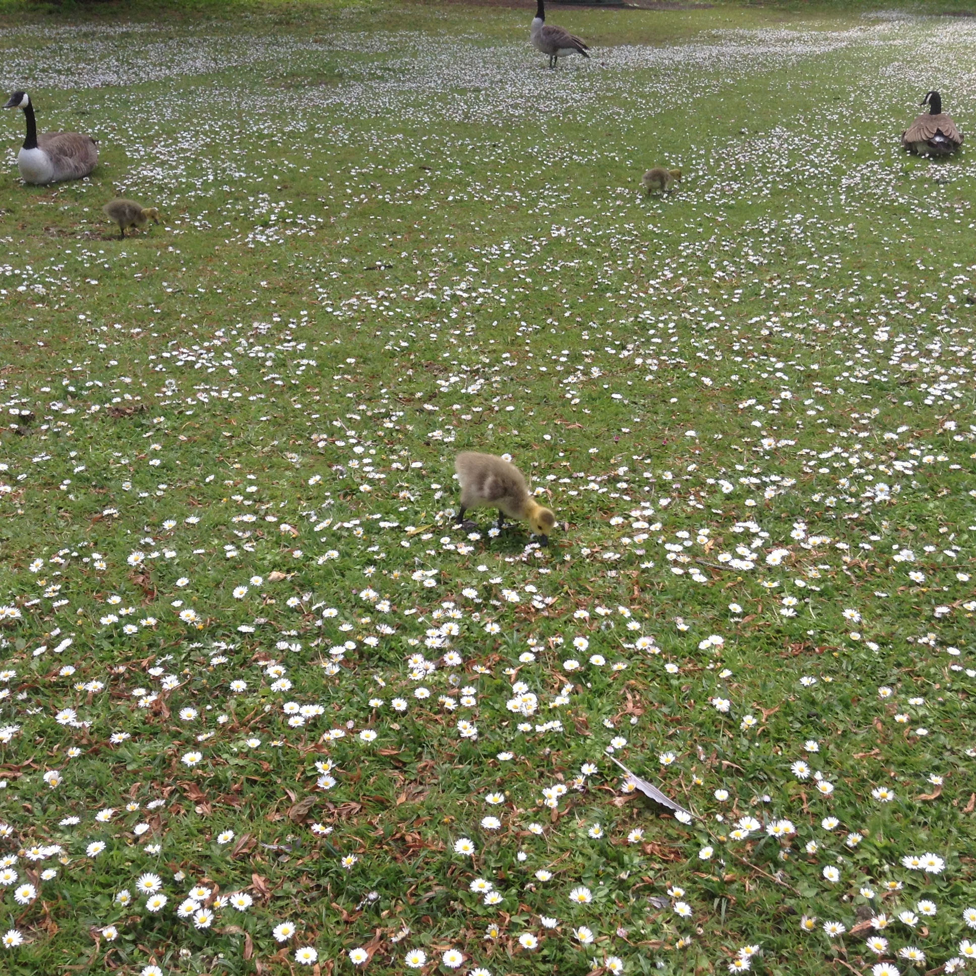 Goslings and daisies, Rowntree Park