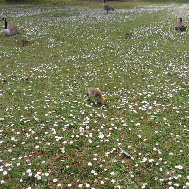 Goslings and daisies, Rowntree Park