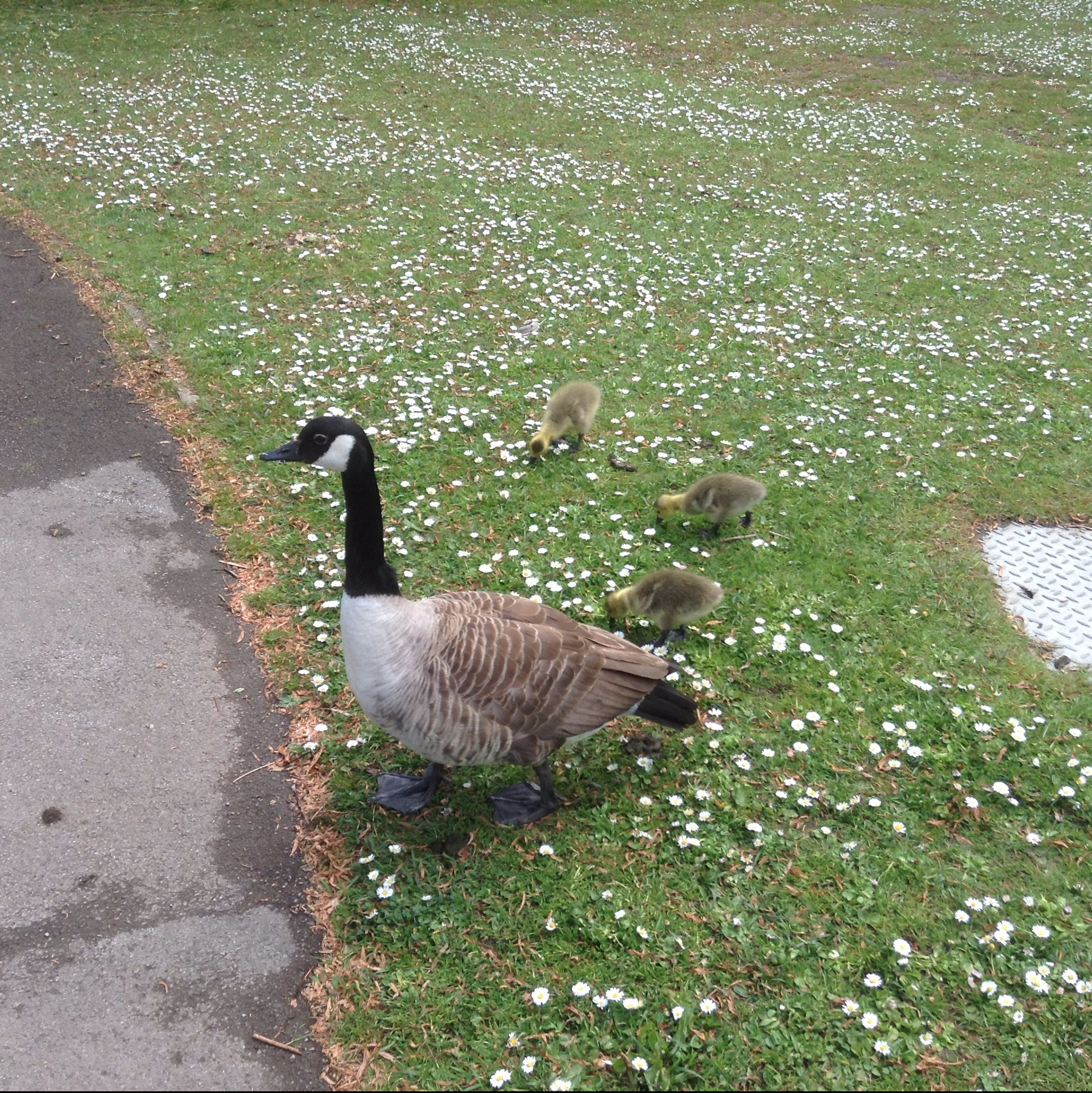 Canada geese, Rowntree Park