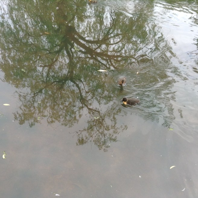 Ducklings in Rowntree Park