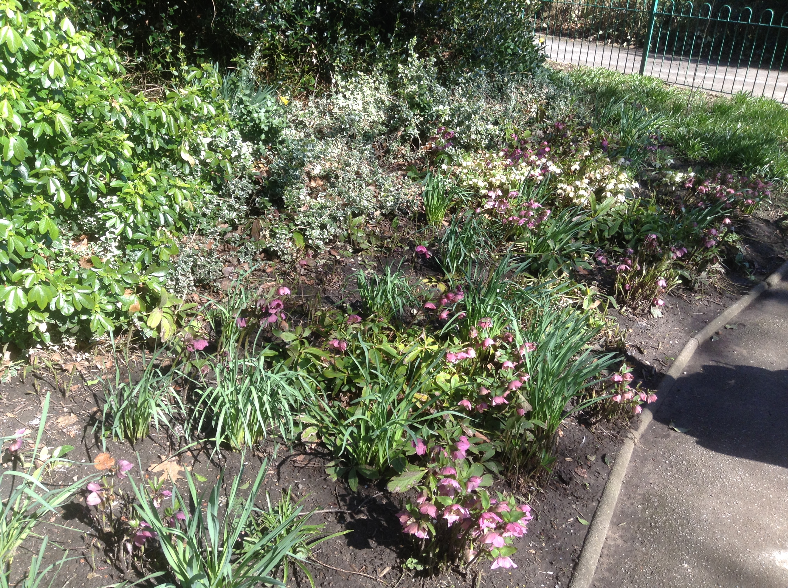 Hellebores at The Homestead