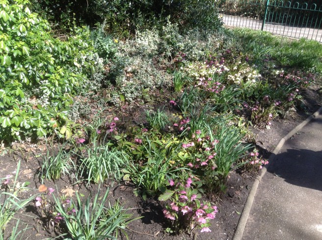 Hellebores at The Homestead
