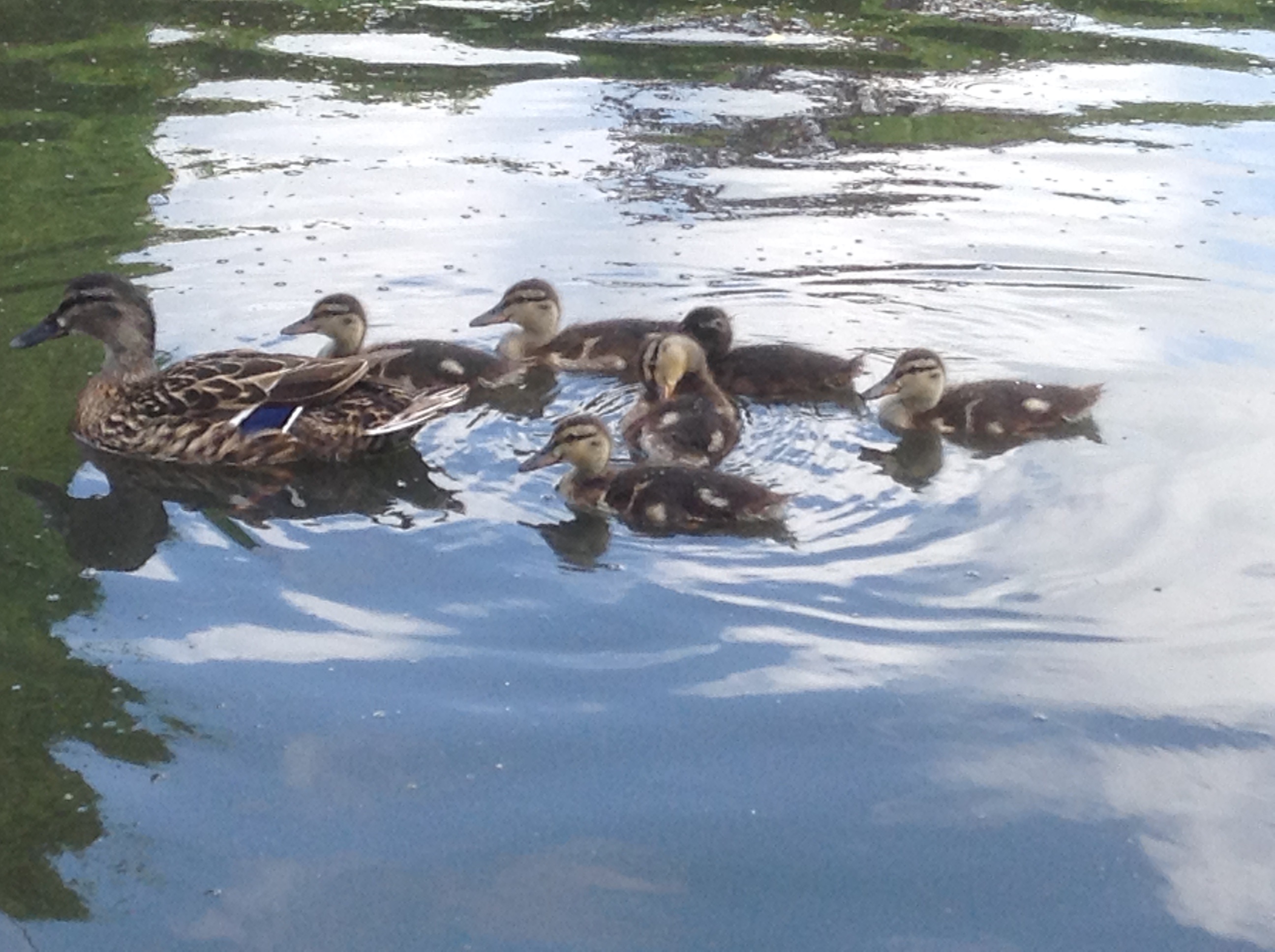 Ducklings, Rowntree Park