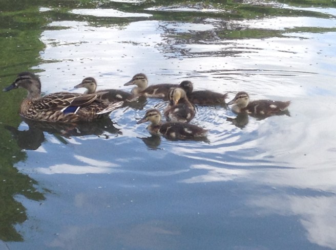 Ducklings, Rowntree Park