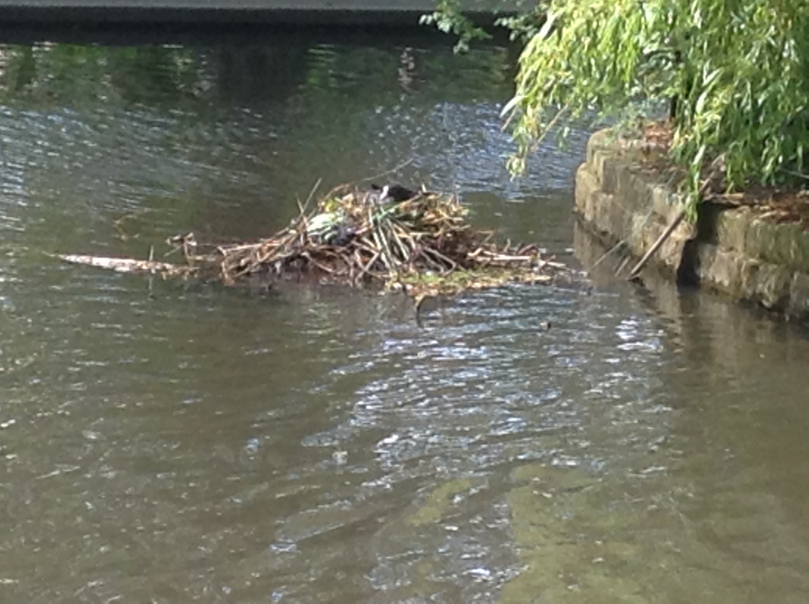 Coot's nest, Rowntree Park