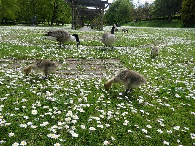 Goslings, Rowntree Park