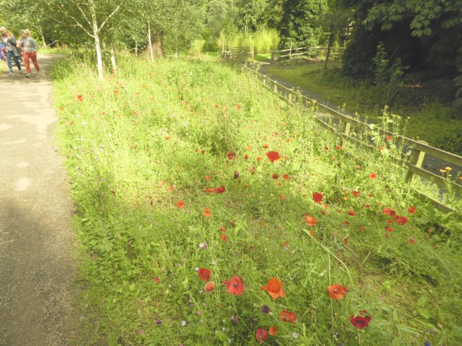 Wild flowers, Alnwick Garden