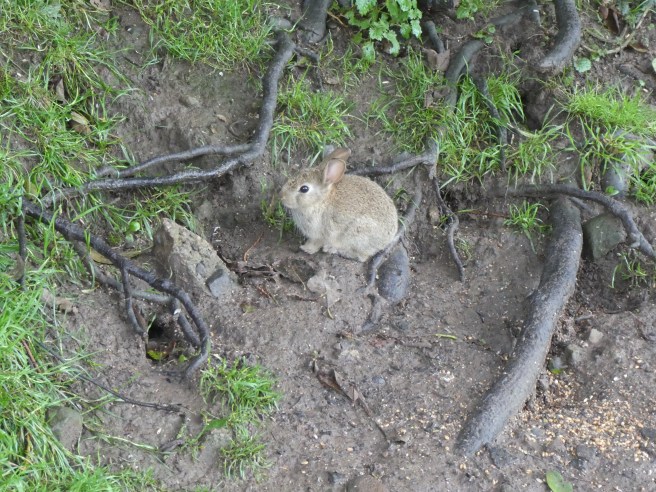 Lots of cute bunnies live near Fox Cover!