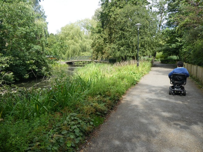 Tree maintenance going on at York Uni