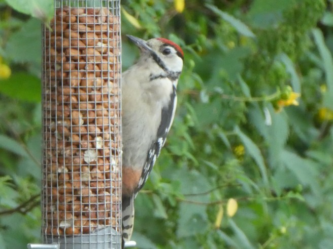 Woodpecker, Doxford Cottages