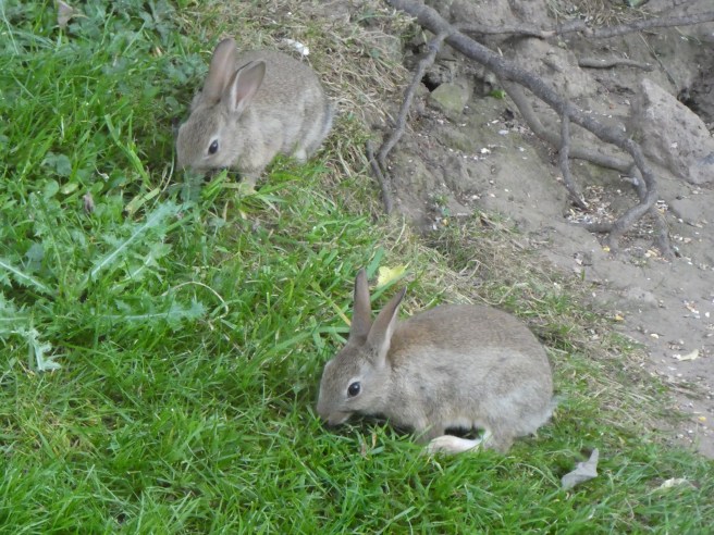 Wild rabbits, Doxford Cottages