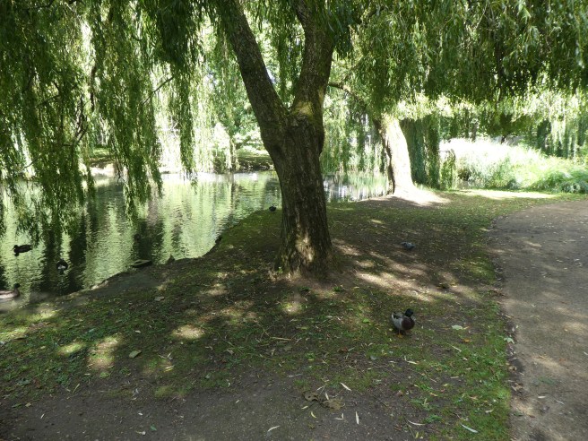 York University campus