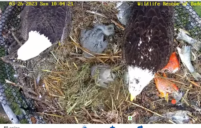 Bald eagle chicks in Florida