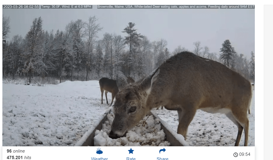 White-tailed deer at the Deer Pantry in Maine