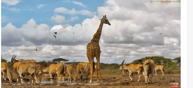 A huge variety of animals in Kenya
