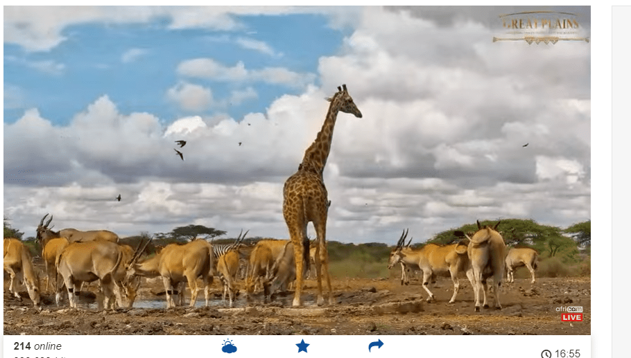 A huge variety of animals in Kenya