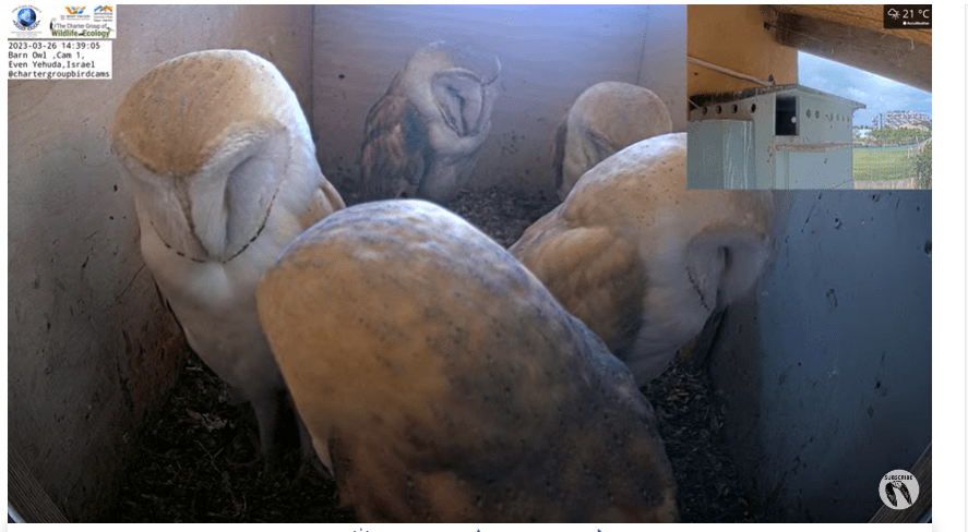 Owl family in Israel