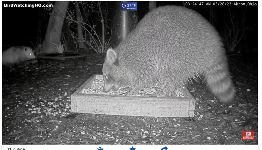 Raccoon and possum in Ohio