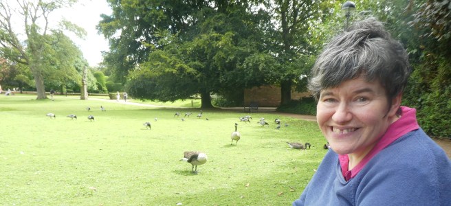 Geese are a feature of York university campus!