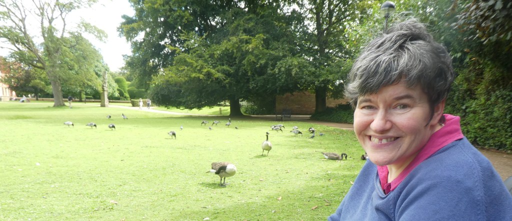 Geese are a feature of York university campus!